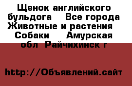 Щенок английского бульдога  - Все города Животные и растения » Собаки   . Амурская обл.,Райчихинск г.